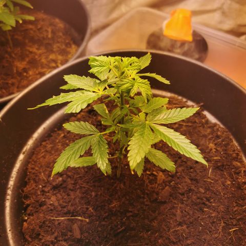 marina  growlog timeline photo