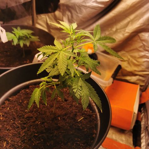 marina  growlog timeline photo