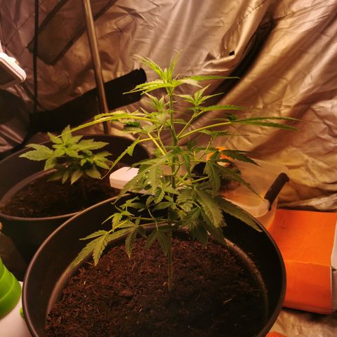 marina  growlog timeline photo