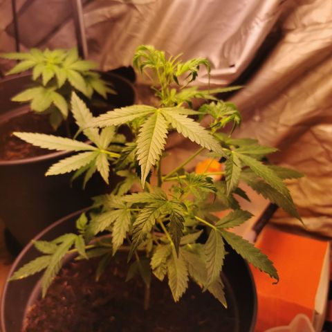 marina  growlog timeline photo