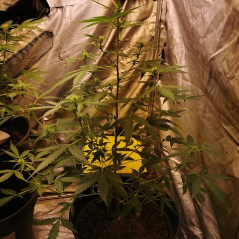 marina  growlog timeline photo