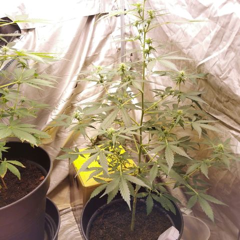 marina  growlog timeline photo