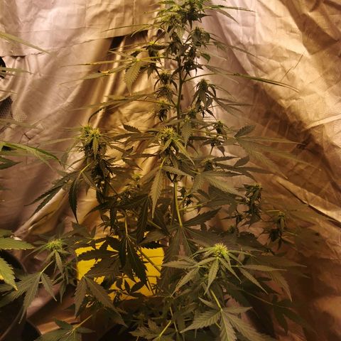 marina  growlog timeline photo