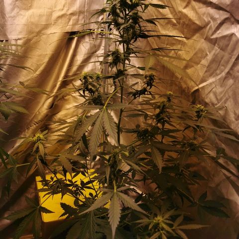 marina  growlog timeline photo
