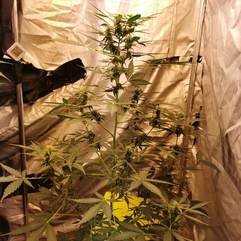 marina  growlog timeline photo