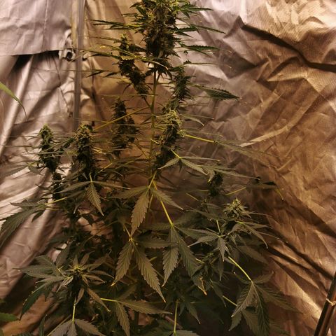 marina  growlog timeline photo