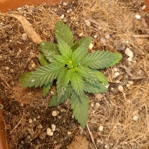KPurple Punch growlog timeline photo