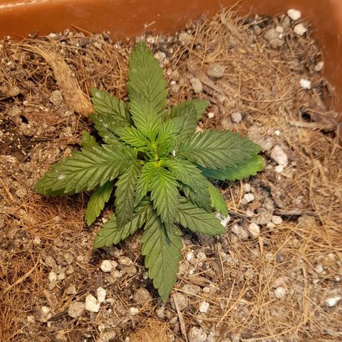 KPurple Punch growlog timeline photo