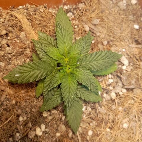 KPurple Punch growlog timeline photo