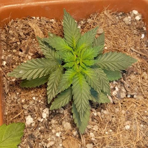KPurple Punch growlog timeline photo