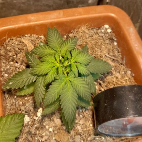 KPurple Punch growlog timeline photo