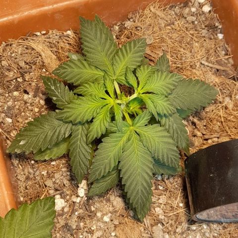 KPurple Punch growlog timeline photo
