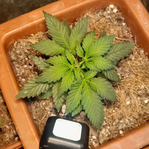 KPurple Punch growlog timeline photo