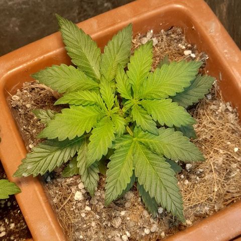 KPurple Punch growlog timeline photo