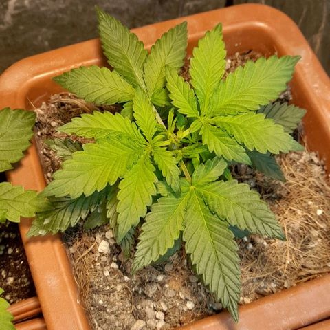 KPurple Punch growlog timeline photo
