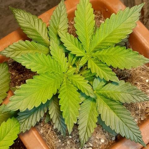 KPurple Punch growlog timeline photo