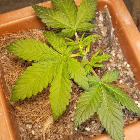 KPurple Punch growlog timeline photo