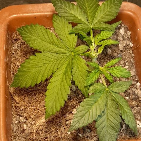 KPurple Punch growlog timeline photo