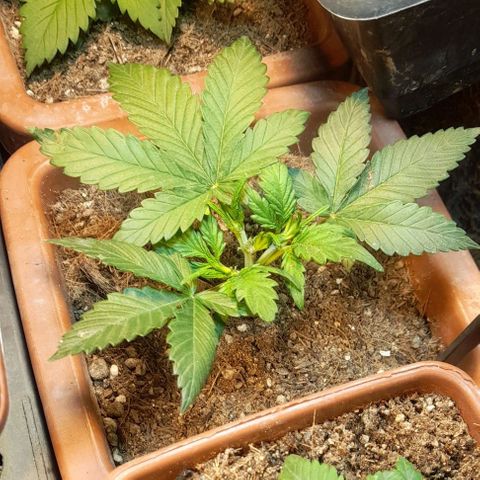 KPurple Punch growlog timeline photo