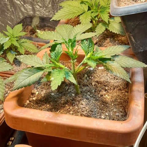 KPurple Punch growlog timeline photo