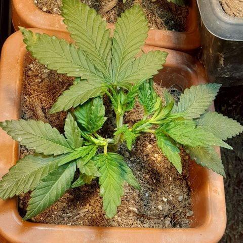 KPurple Punch growlog timeline photo