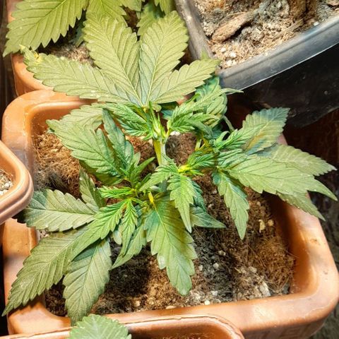 KPurple Punch growlog timeline photo