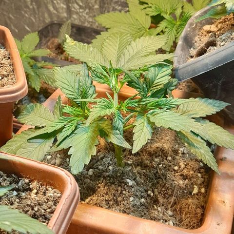 KPurple Punch growlog timeline photo