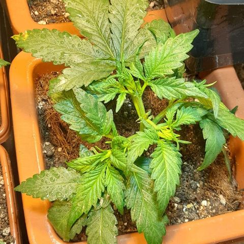 KPurple Punch growlog timeline photo