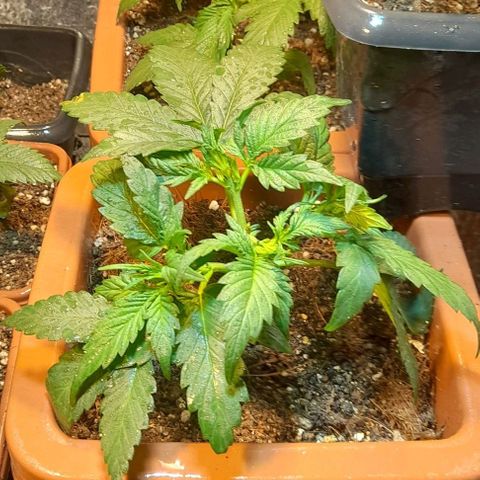 KPurple Punch growlog timeline photo
