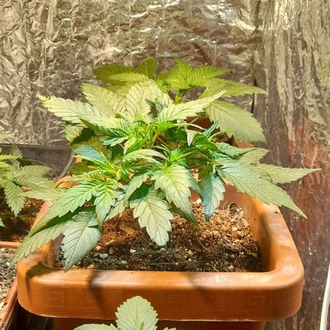 KPurple Punch growlog timeline photo