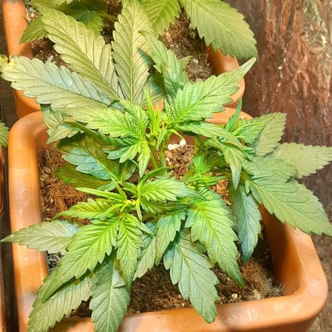 KPurple Punch growlog timeline photo