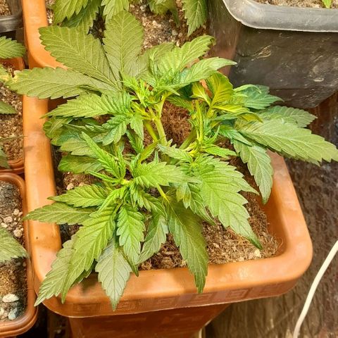 KPurple Punch growlog timeline photo