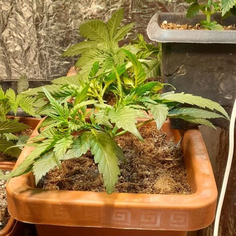 KPurple Punch growlog timeline photo