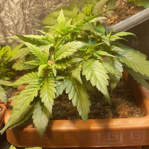 KPurple Punch growlog timeline photo