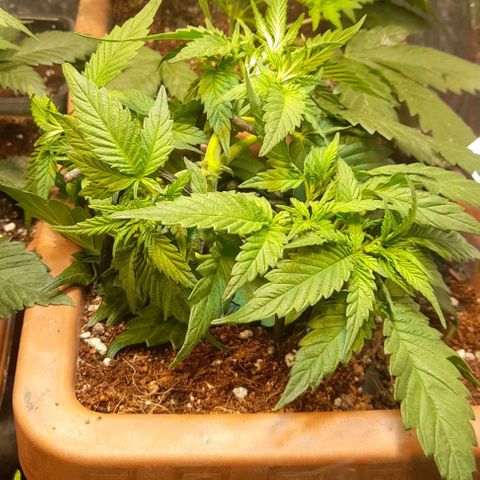 KPurple Punch growlog timeline photo