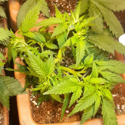 KPurple Punch growlog timeline photo