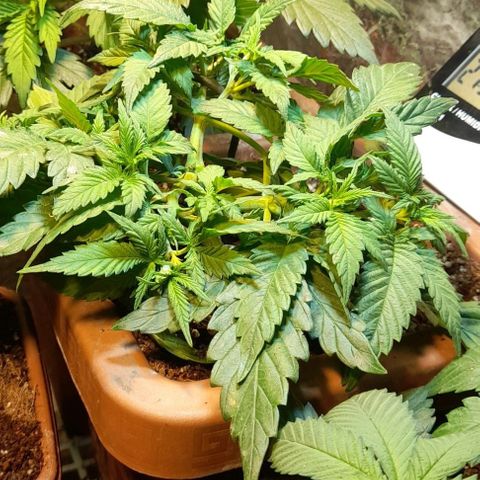 KPurple Punch growlog timeline photo