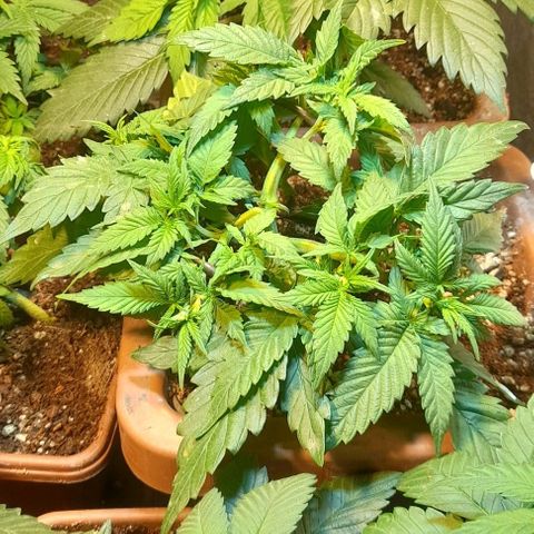 KPurple Punch growlog timeline photo