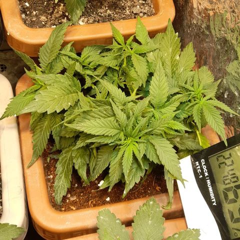 KPurple Punch growlog timeline photo