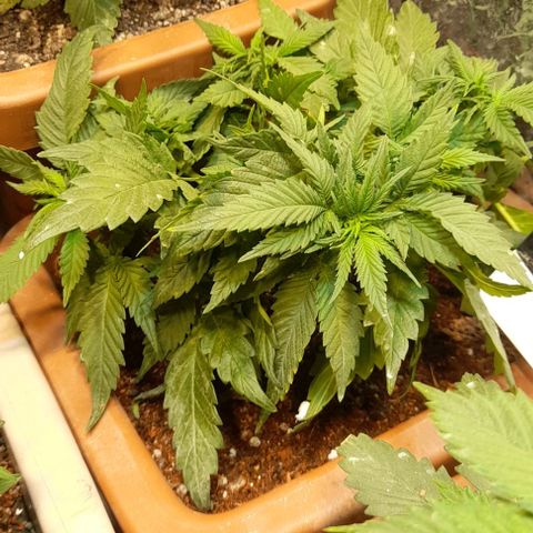 KPurple Punch growlog timeline photo