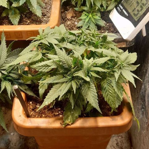 KPurple Punch growlog timeline photo
