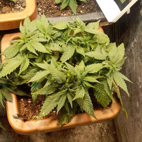 KPurple Punch growlog timeline photo