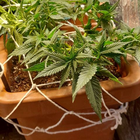 KPurple Punch growlog timeline photo