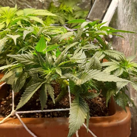 KPurple Punch growlog timeline photo