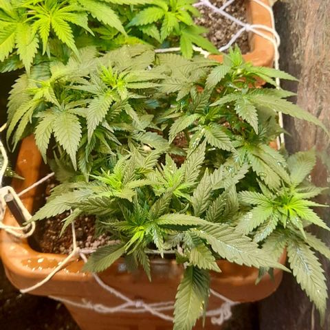 KPurple Punch growlog timeline photo