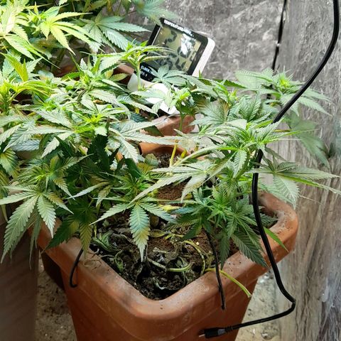 KPurple Punch growlog timeline photo