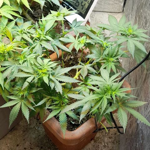 KPurple Punch growlog timeline photo