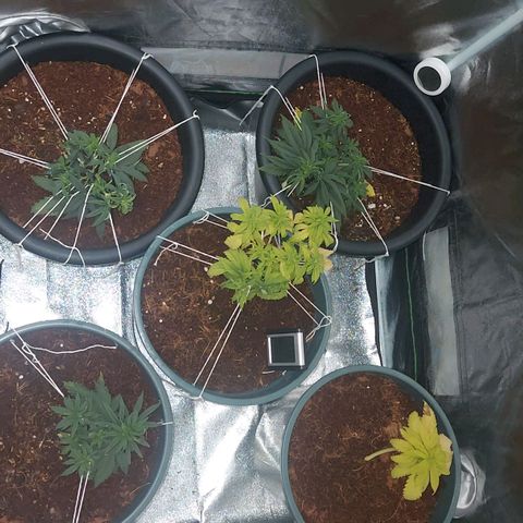 Bbcita growlog timeline photo