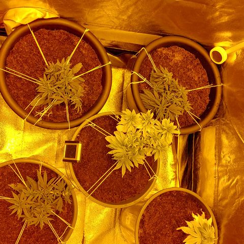 Bbcita growlog timeline photo