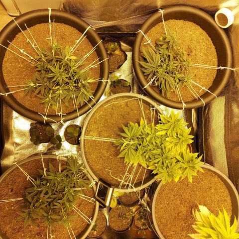 Bbcita growlog timeline photo